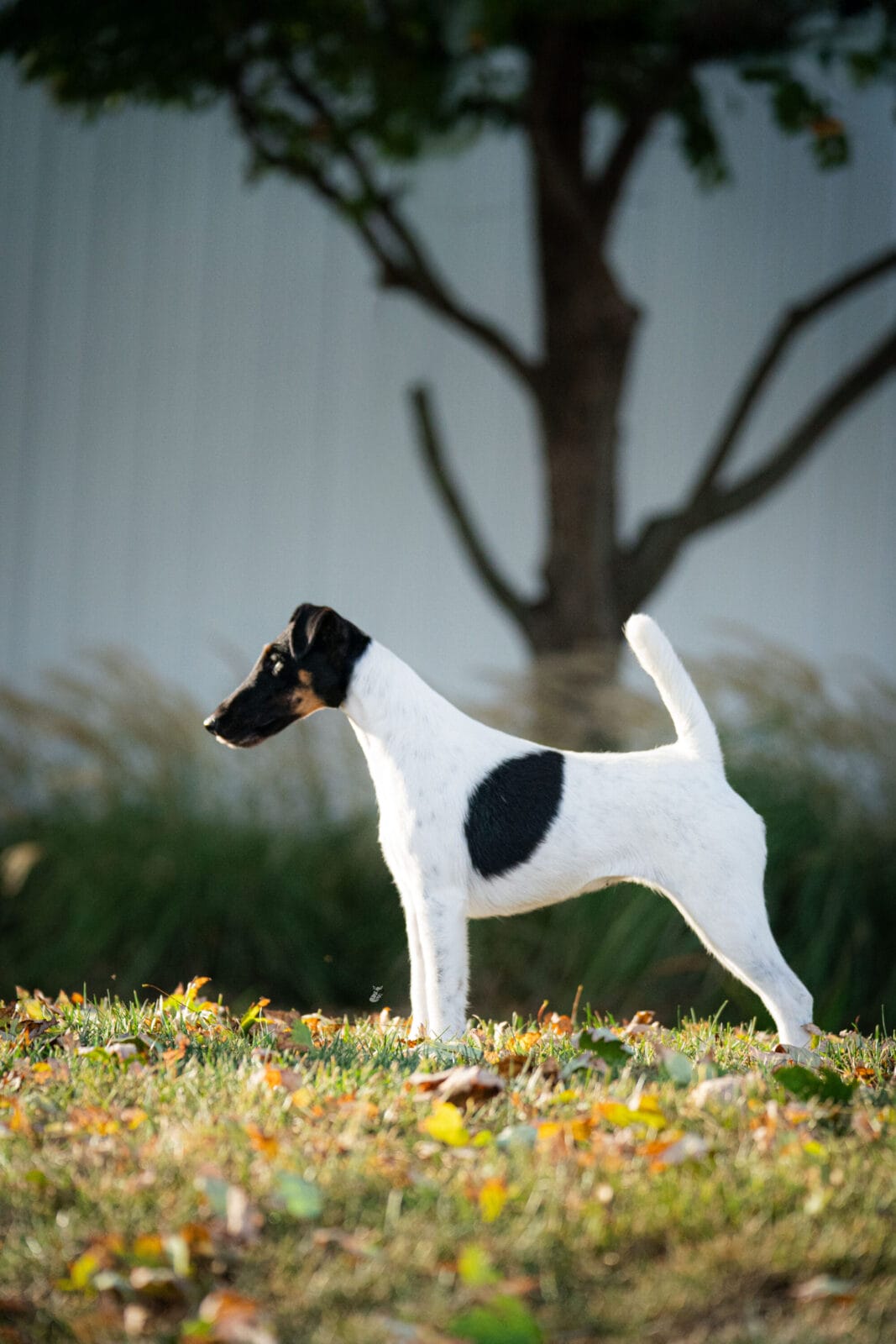 Photo of MBISS GCH Foxhill Misty Hollow London Airess, a Black Tan & White Fox Terrier (Smooth).