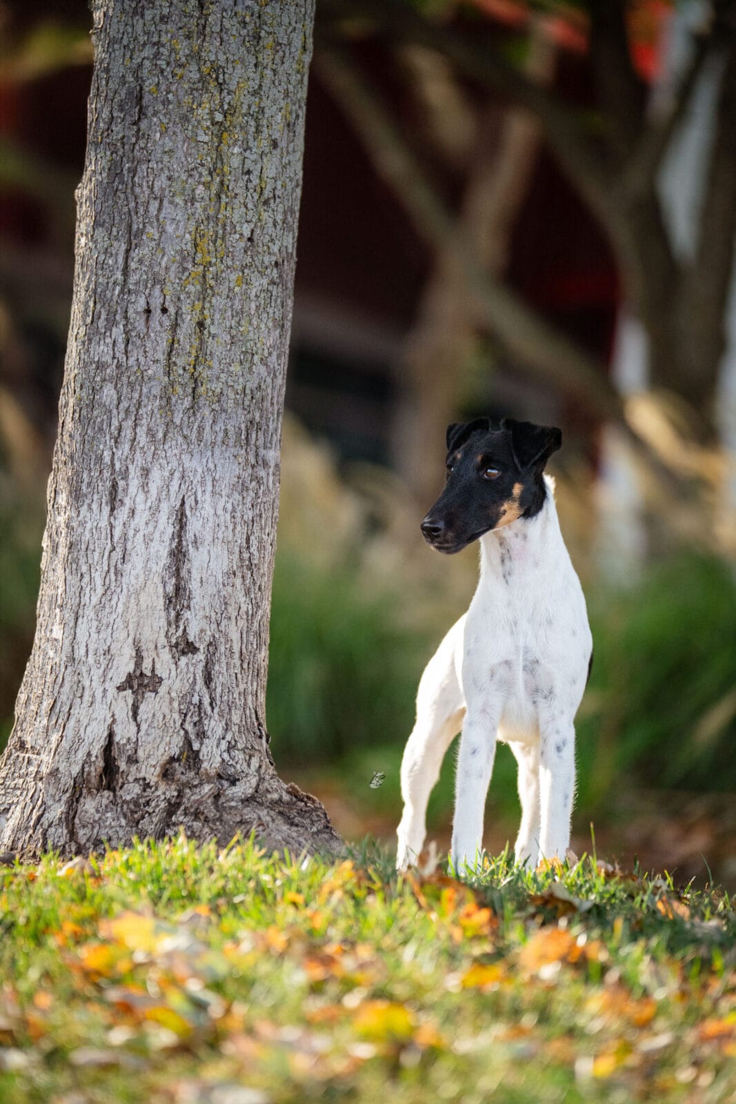 Photo of MBISS GCH Foxhill Misty Hollow London Airess, a Black Tan & White Fox Terrier (Smooth).