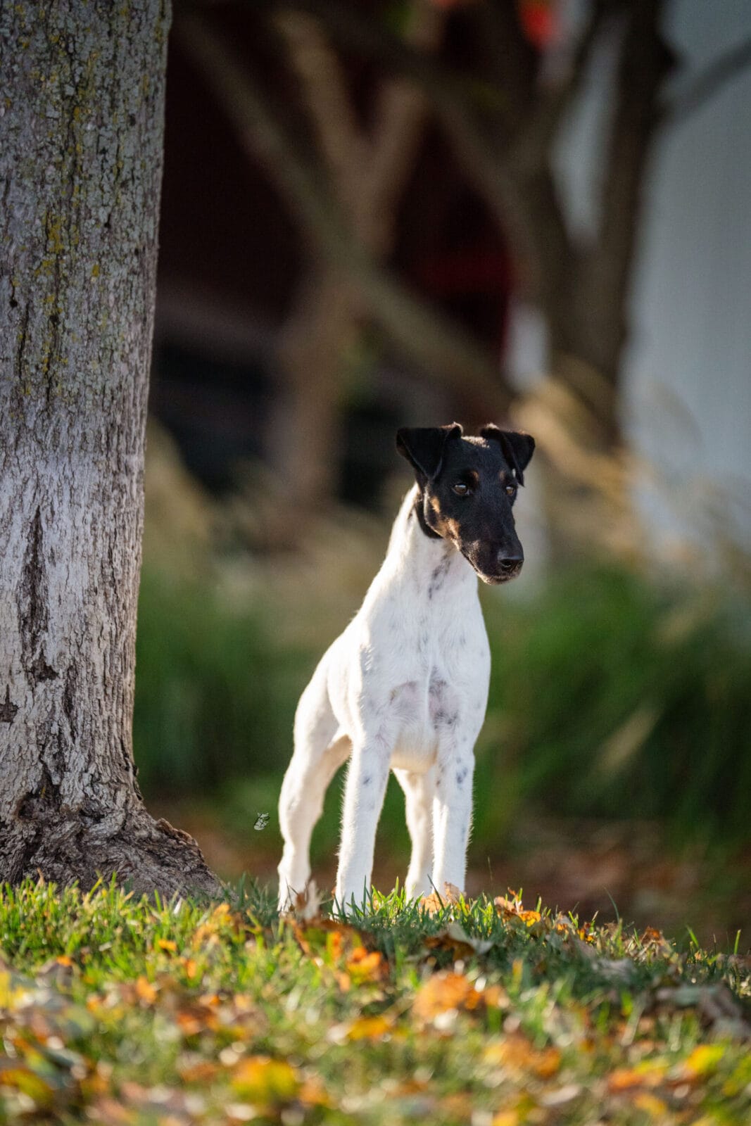 Photo of MBISS GCH Foxhill Misty Hollow London Airess, a Black Tan & White Fox Terrier (Smooth).