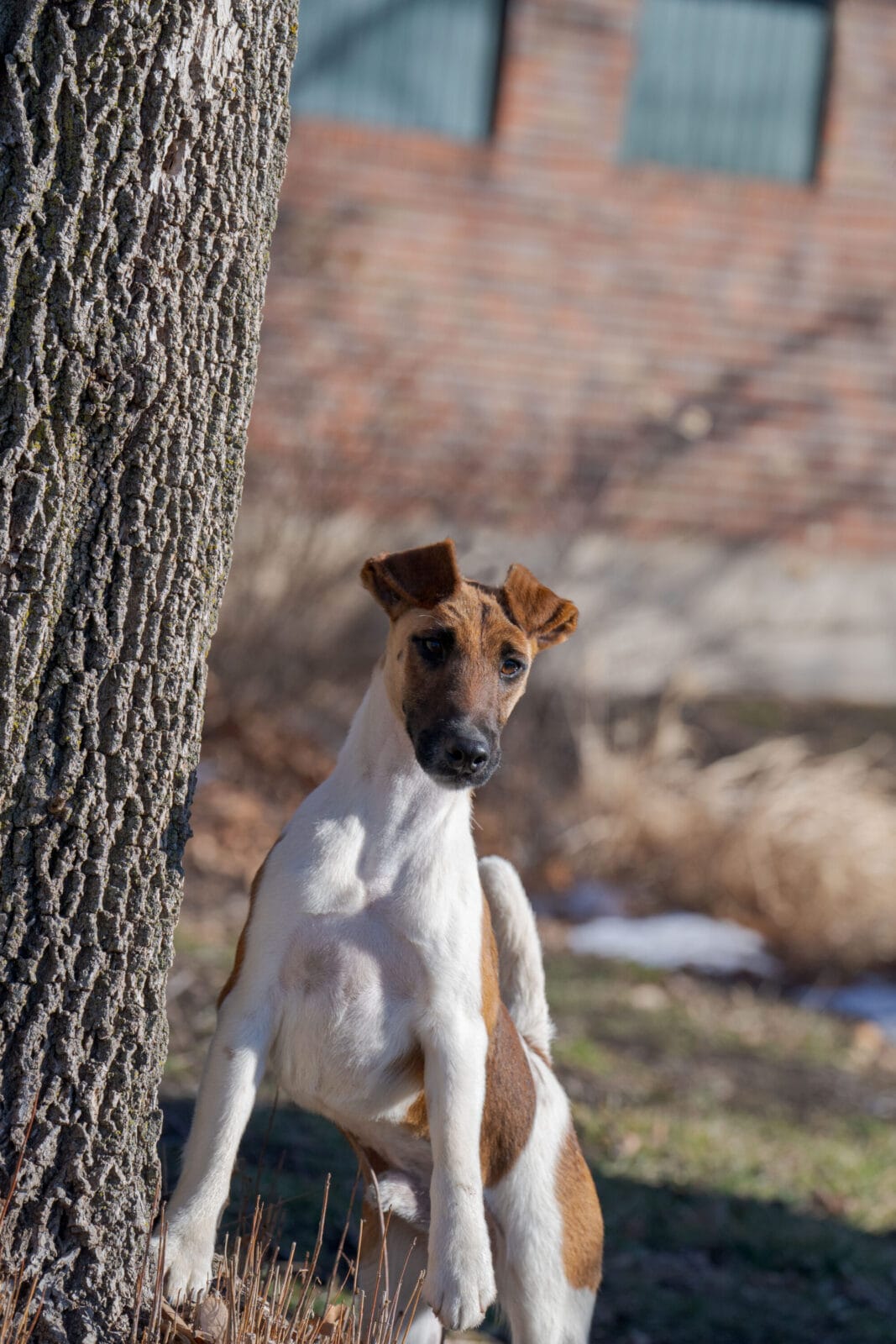 Photo of Misty Hollow Decorum Champagne Problems, a Tan & White Fox Terrier (Smooth).