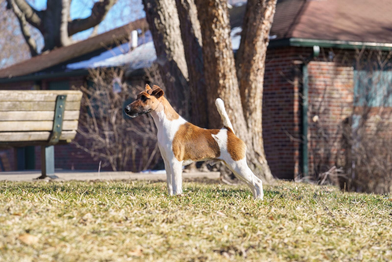 Photo of Misty Hollow Decorum Champagne Problems, a Tan & White Fox Terrier (Smooth).