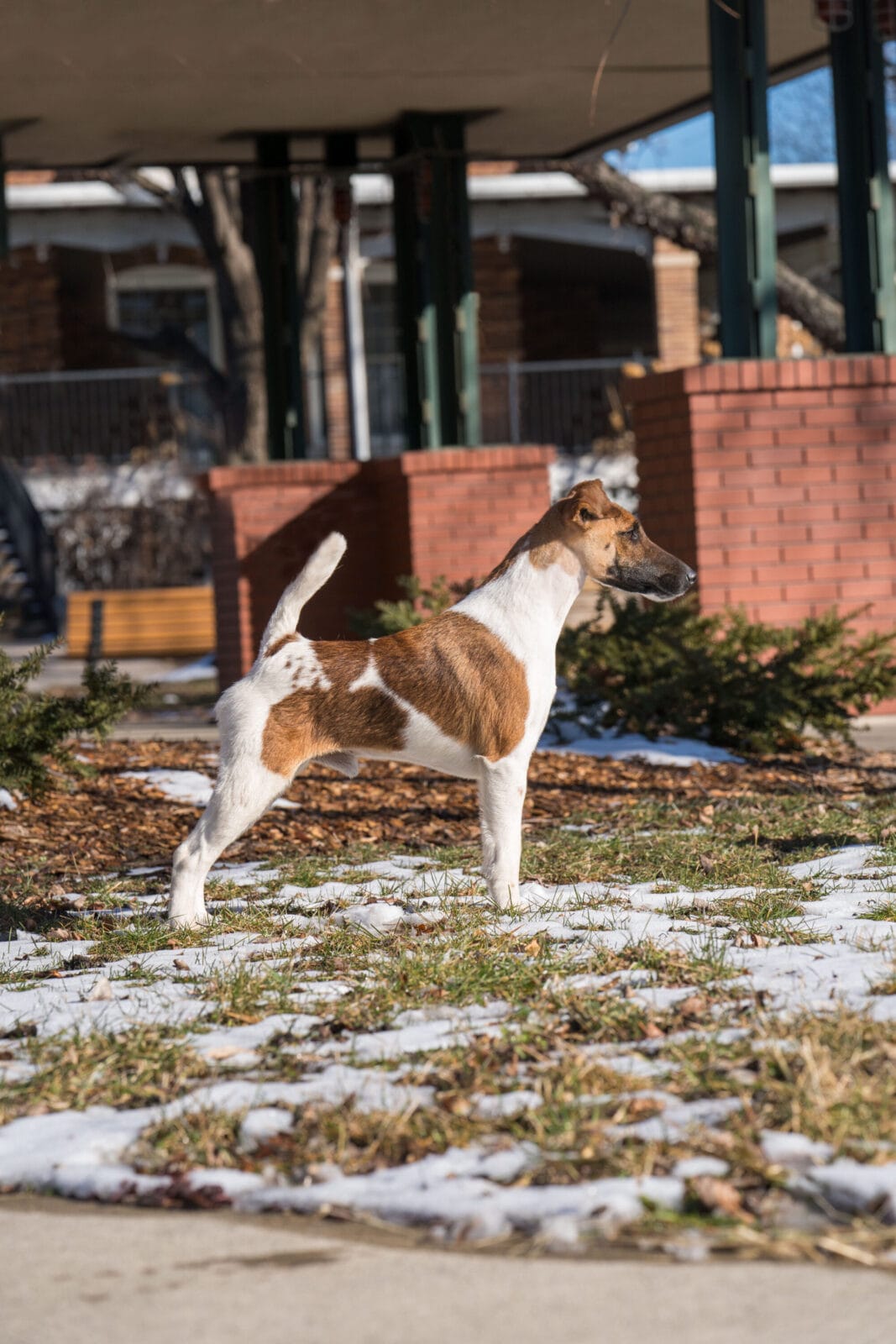 Photo of Misty Hollow Decorum Champagne Problems, a Tan & White Fox Terrier (Smooth).