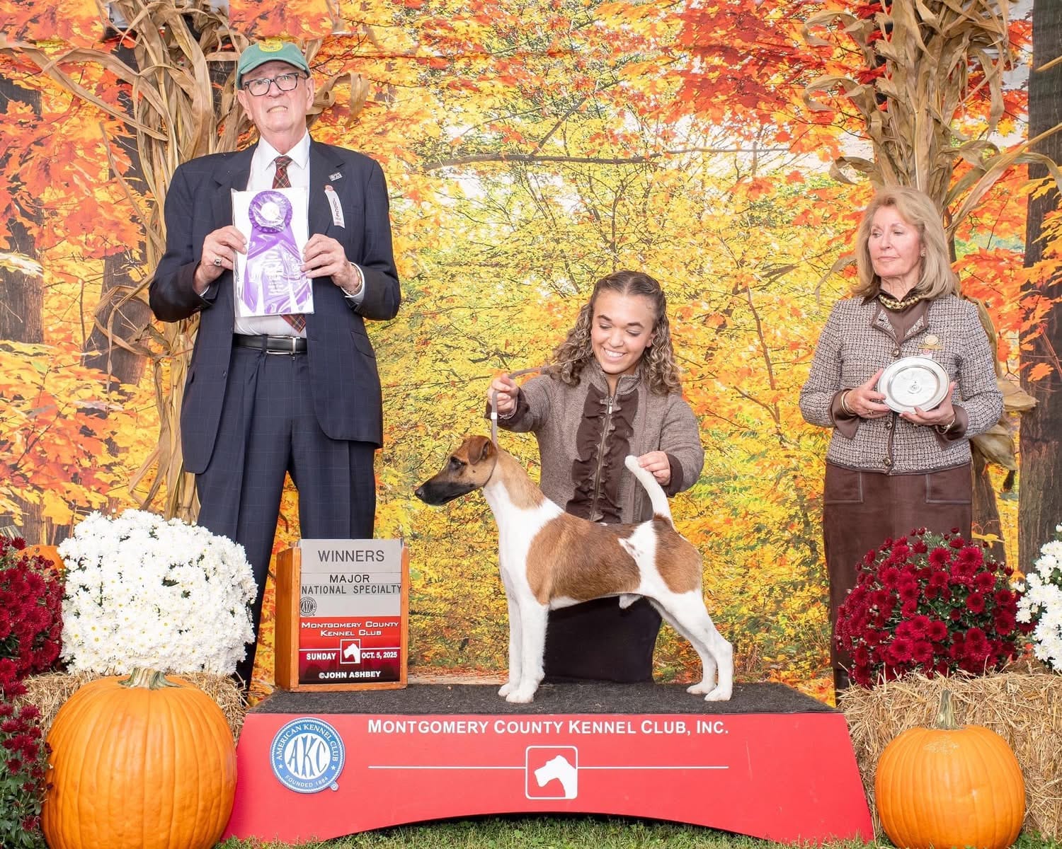 Photo of Misty Hollow Decorum Champagne Problems, a Tan & White Fox Terrier (Smooth).