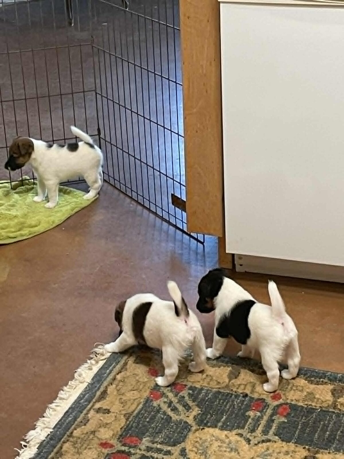 Photo of Fizz x Britney, a Black Tan & White & Tan & White expected. Fox Terrier (Smooth).