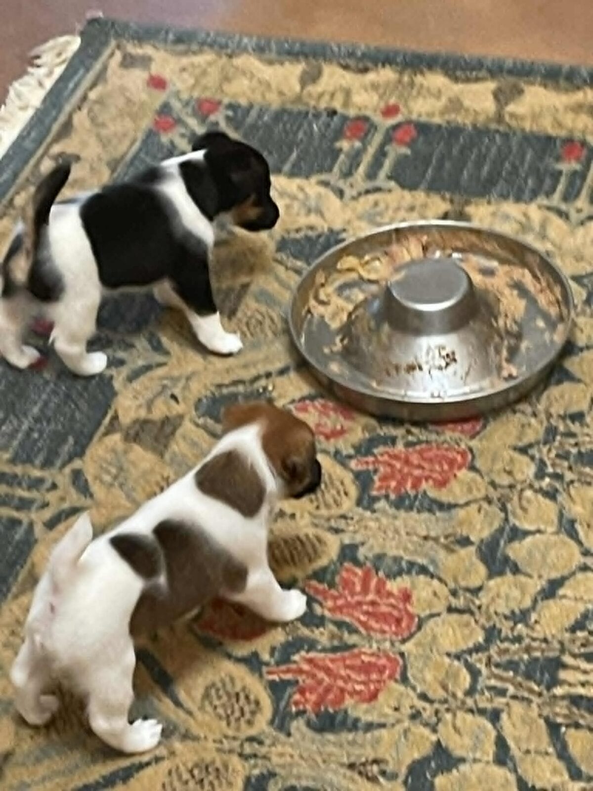 Photo of Fizz x Britney, a Black Tan & White & Tan & White expected. Fox Terrier (Smooth).