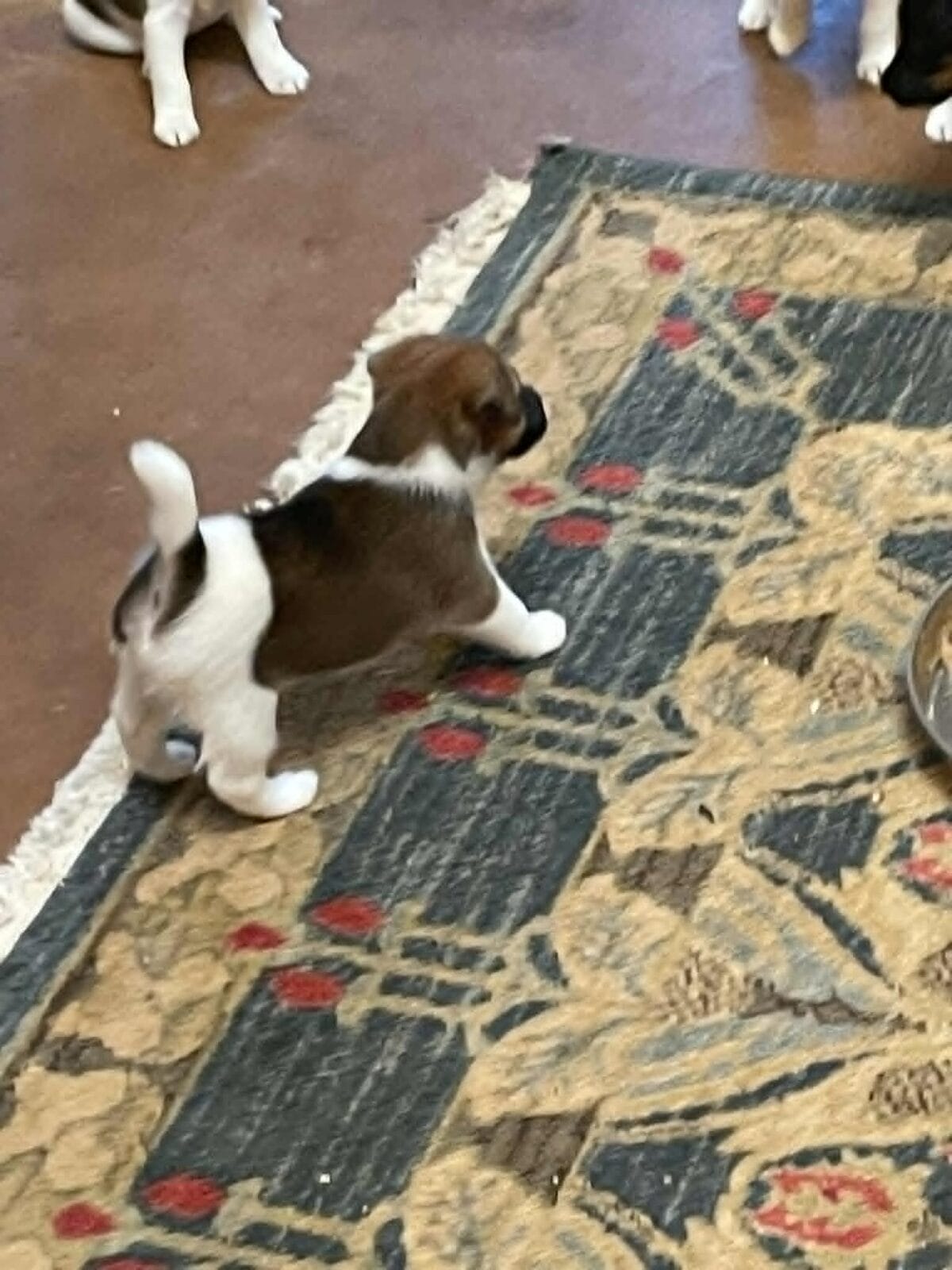 Photo of Fizz x Britney, a Black Tan & White & Tan & White expected. Fox Terrier (Smooth).