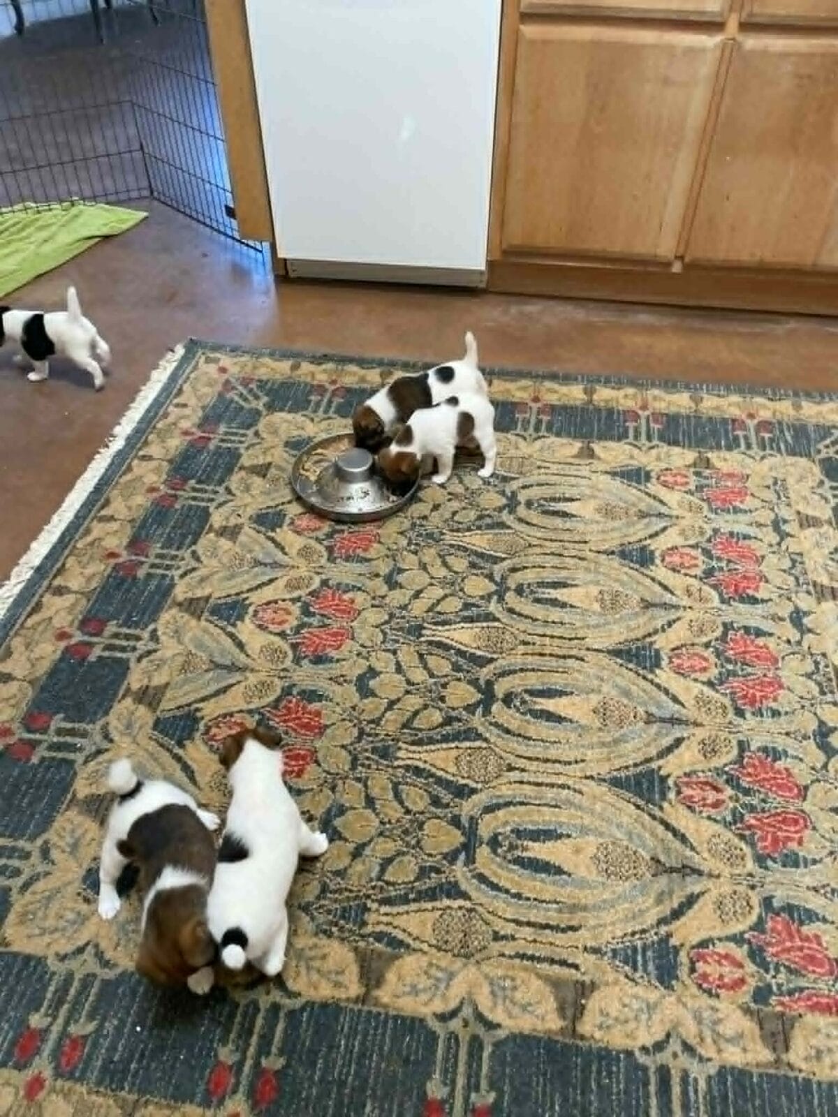 Photo of Fizz x Britney, a Black Tan & White & Tan & White expected. Fox Terrier (Smooth).
