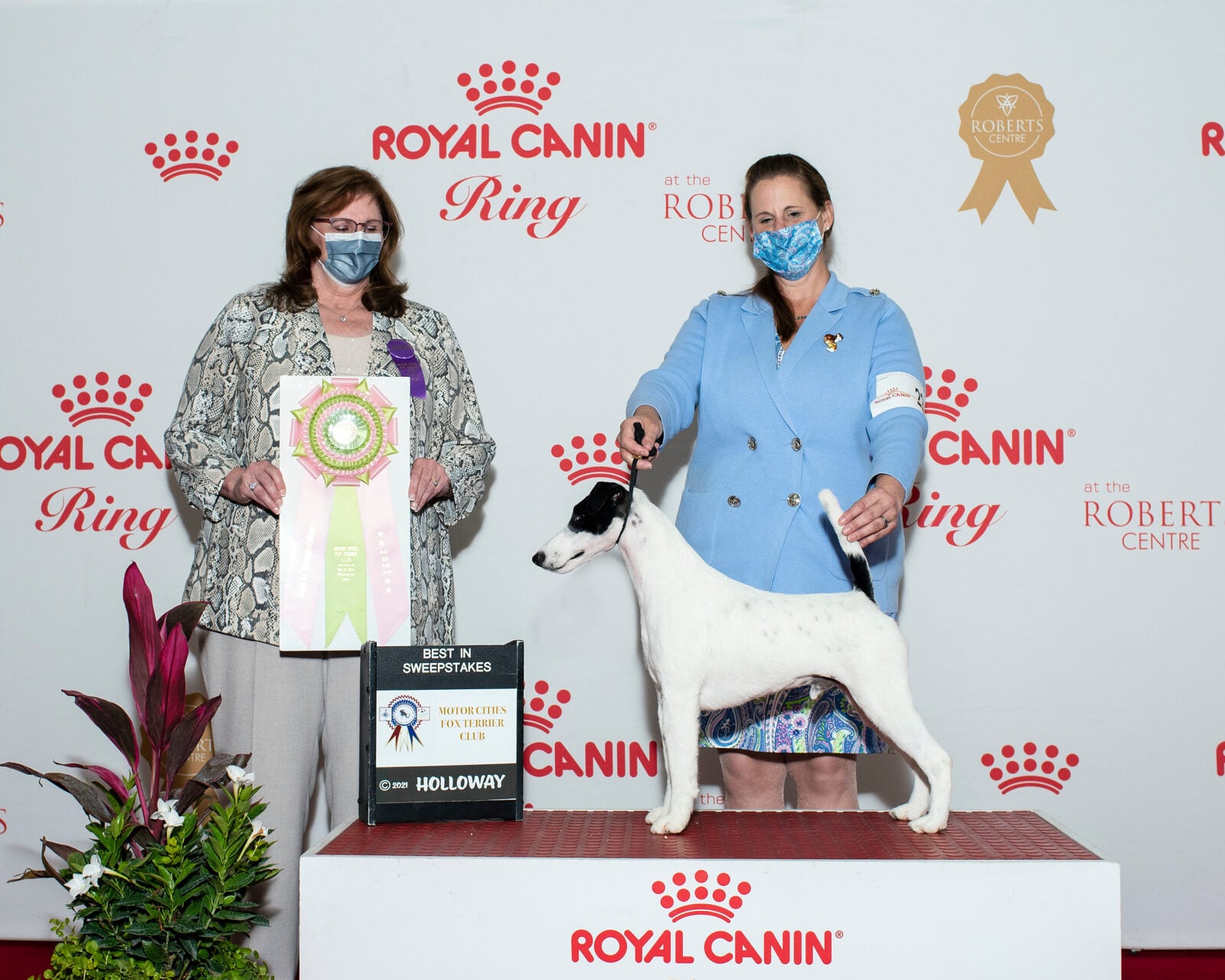 Photo of GCH Absolutely Ridiculous, a Black & White Fox Terrier (Smooth).