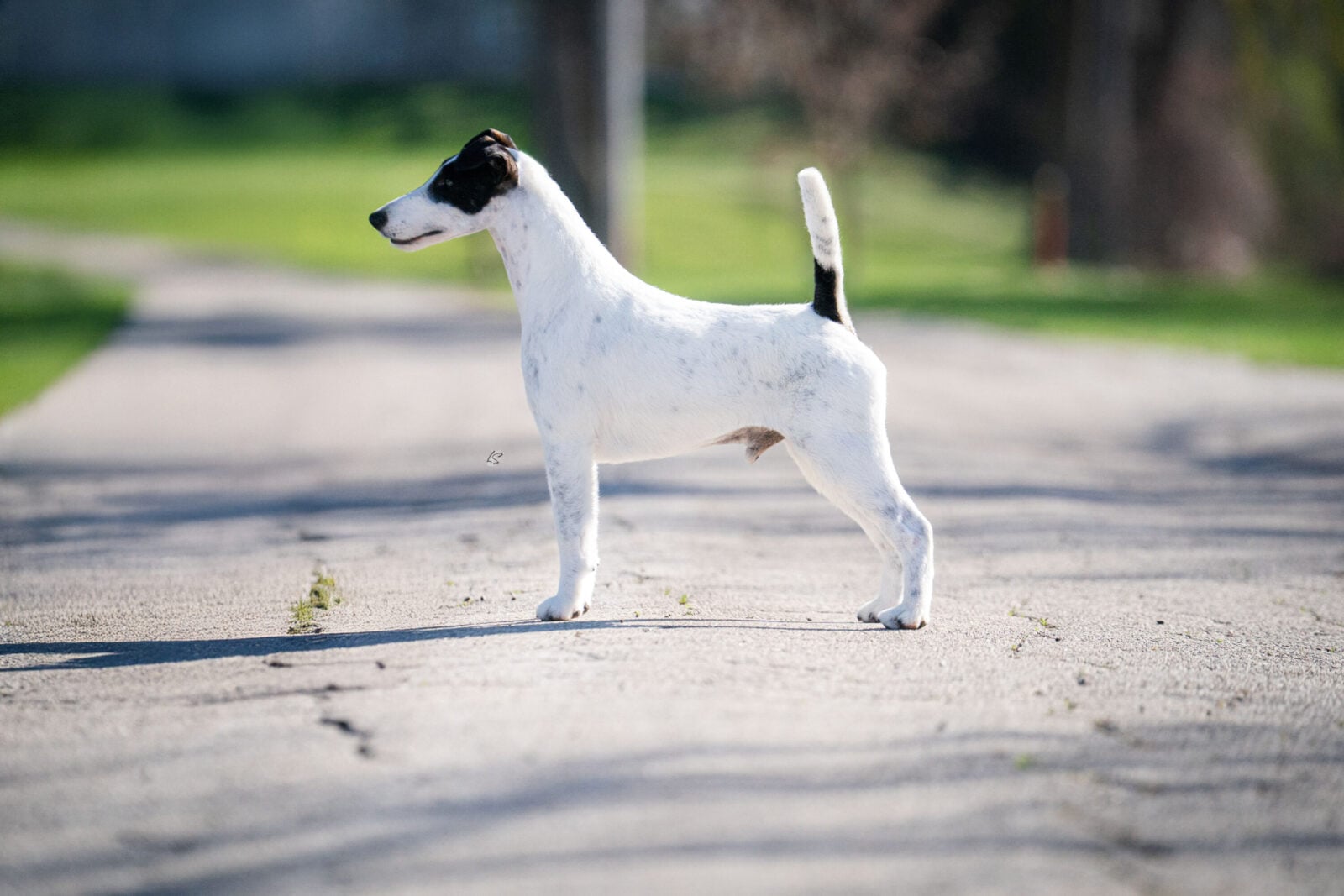 Photo of GCH Absolutely Ridiculous, a Black & White Fox Terrier (Smooth).