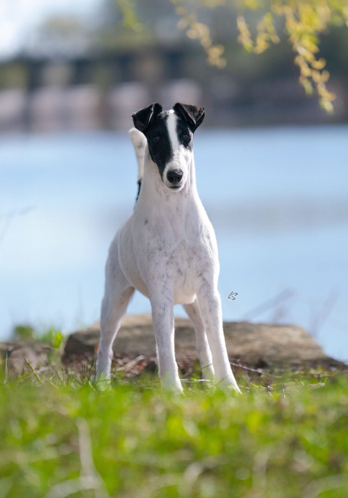 Photo of GCH Absolutely Ridiculous, a Black & White Fox Terrier (Smooth).