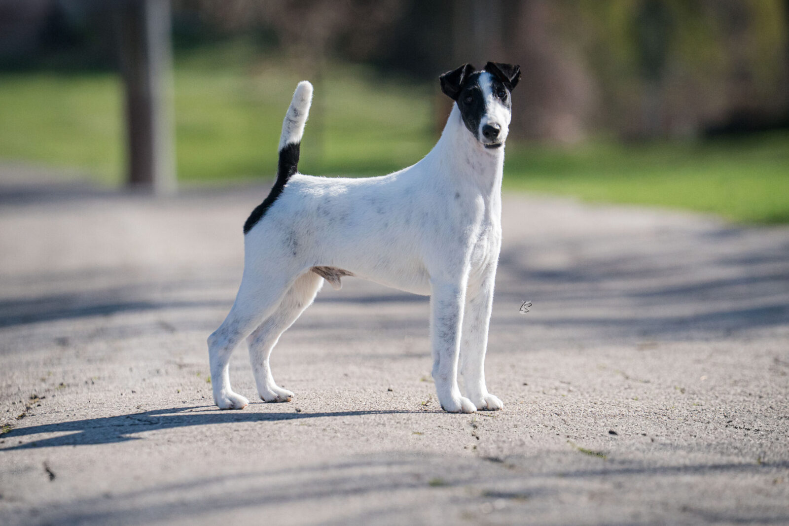 Photo of GCH Absolutely Ridiculous, a Black & White Fox Terrier (Smooth).