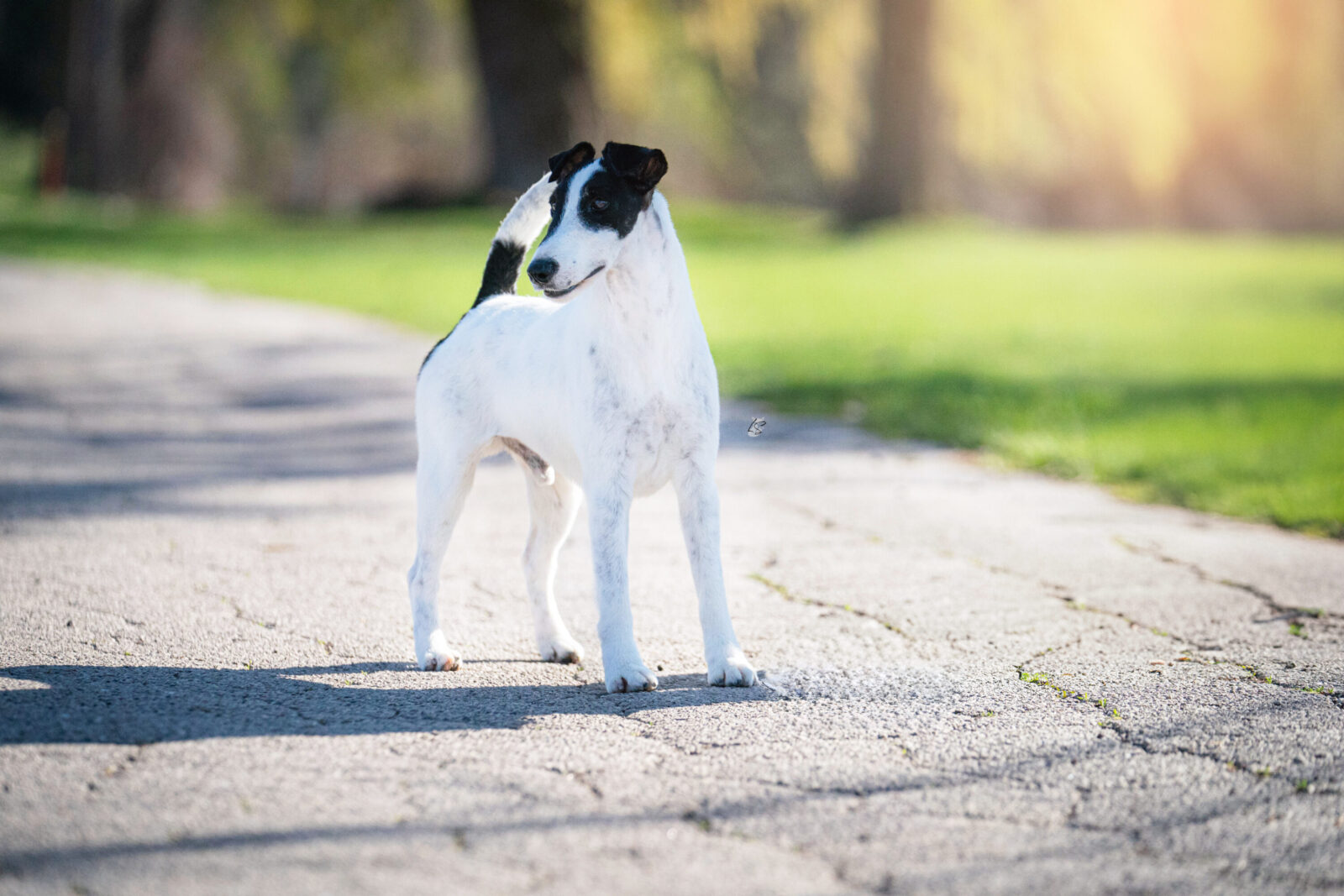 Photo of GCH Absolutely Ridiculous, a Black & White Fox Terrier (Smooth).