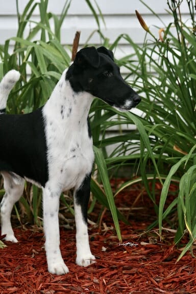 Decorum absolutely noteworthy ) smooth fox terrier