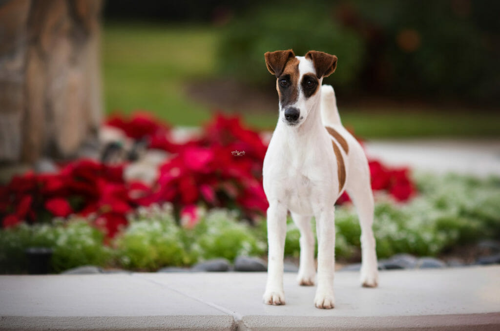 Photo of MBOSS CH Decorum Effervescence, a tan & white Fox Terrier (Smooth).