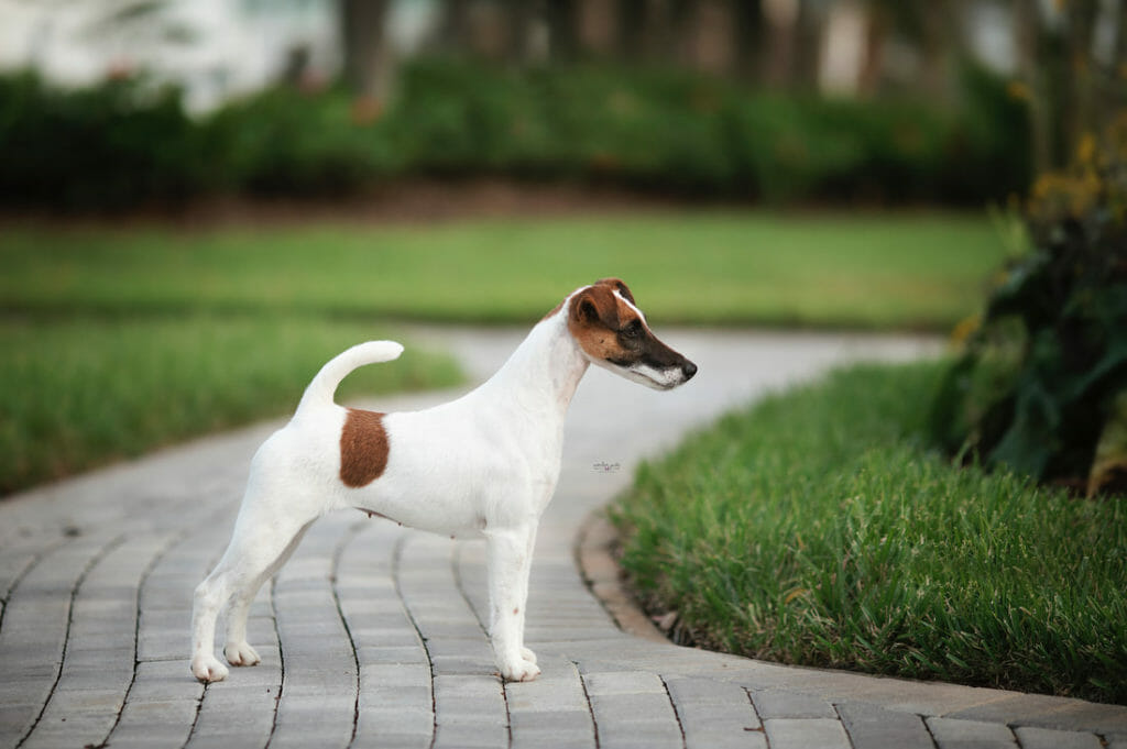 Photo of MBOSS CH Decorum Effervescence, a tan & white Fox Terrier (Smooth).