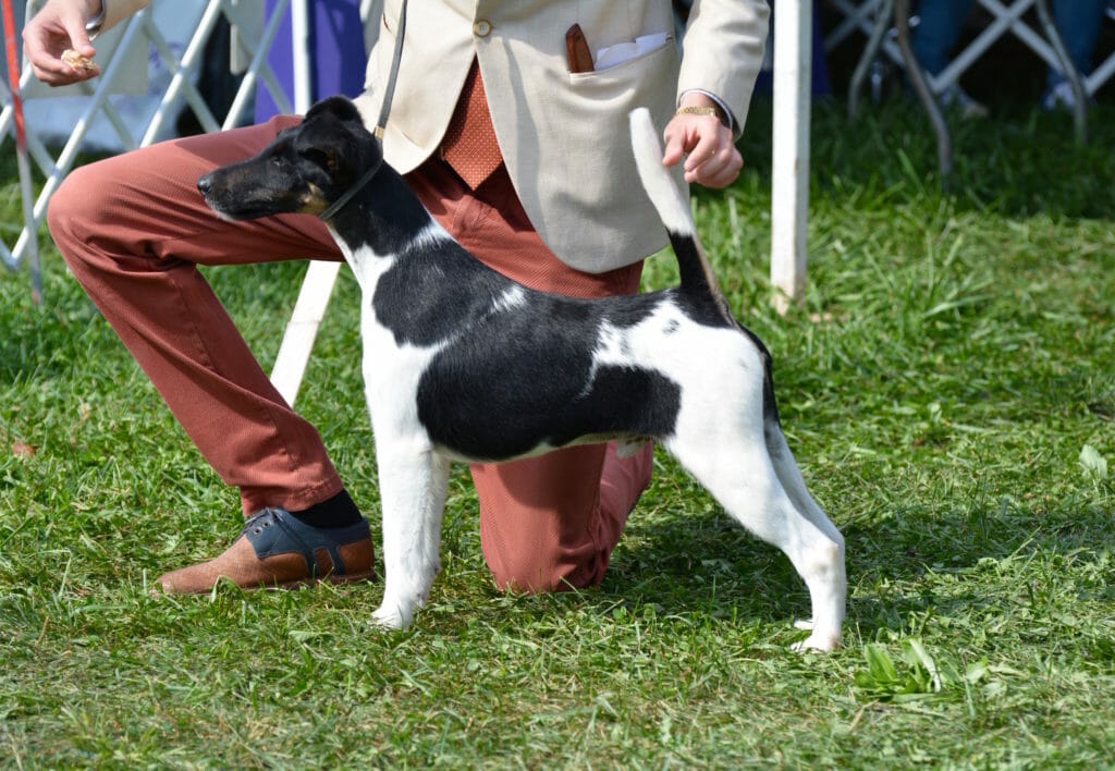 Photo of BISS Multi CH Belfox Ink ROM SD, a Black, Tan & White Fox Terrier (Smooth).