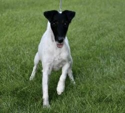 Photo of Decorum If The Shoe Fits, a Black, Tan & White Fox Terrier (Smooth).
