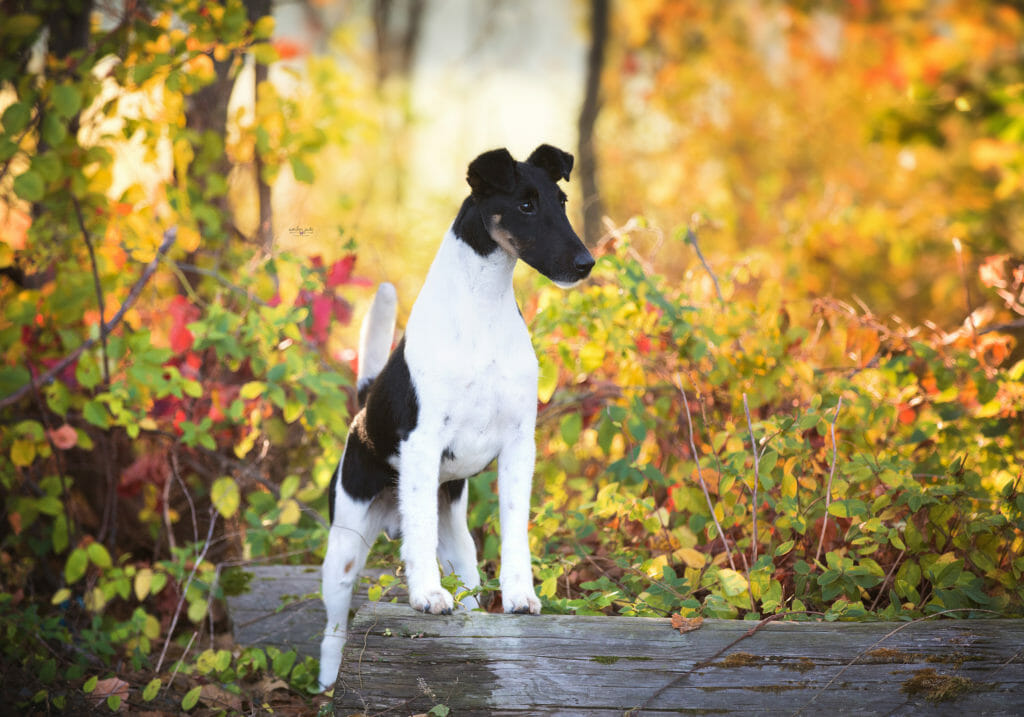 Photo of BISS Multi CH Belfox Ink ROM SD, a Black, Tan & White Fox Terrier (Smooth).