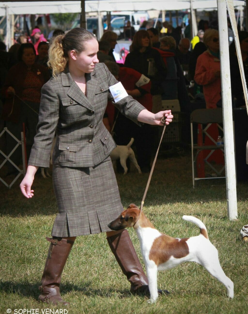 Photo of RBIS CH Belfox Mayka, a tan & white Fox Terrier (Smooth).