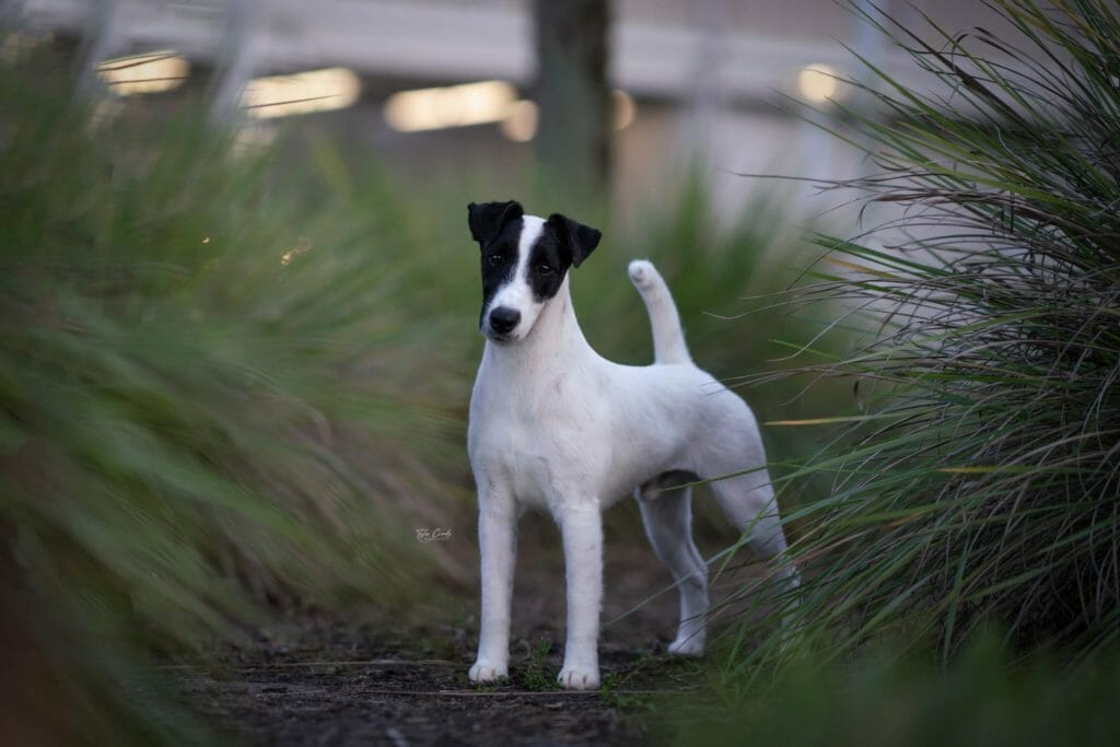 Photo of BISS GCH Decorum Turn Up The Drama, a Black & White Fox Terrier (Smooth).