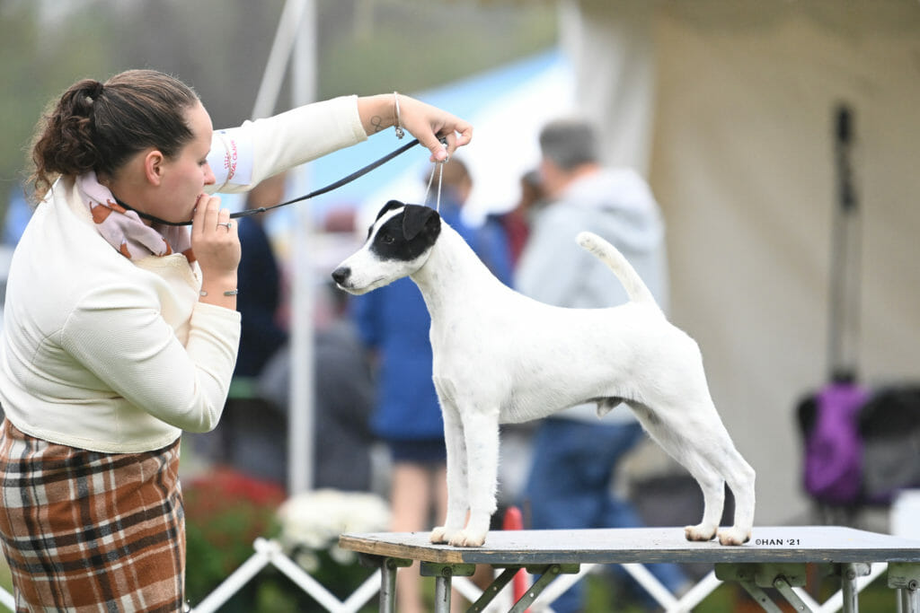Photo of BISS GCH Decorum Turn Up The Drama, a Black & White Fox Terrier (Smooth).