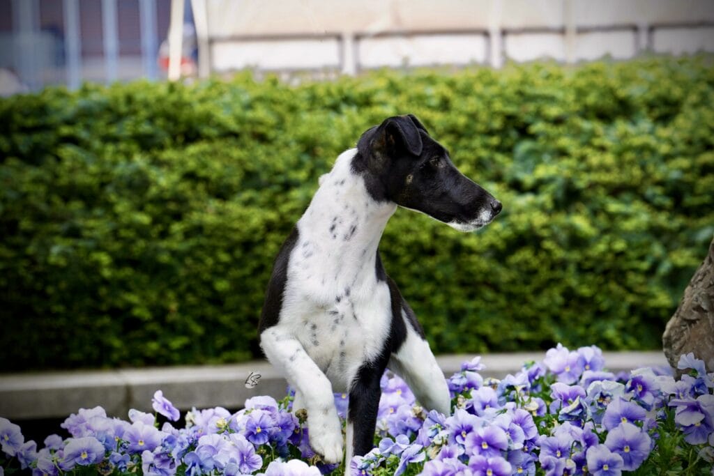 Photo of BISS GCH Decorum Absolutely Noteworthy, a Black, Tan & White Fox Terrier (Smooth).