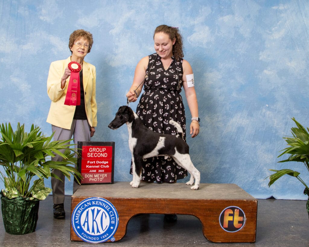 Photo of BISS GCH Decorum Absolutely Noteworthy, a Black, Tan & White Fox Terrier (Smooth).