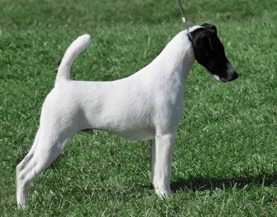 Photo of Multi CH US GCH Absolutely Signature ROM, a black & White Fox Terrier (Smooth).