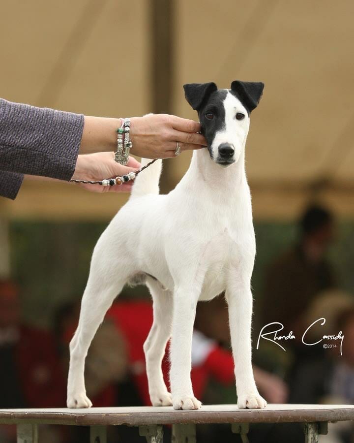 Photo of Multi CH US GCH Absolutely Signature ROM, a black & White Fox Terrier (Smooth).