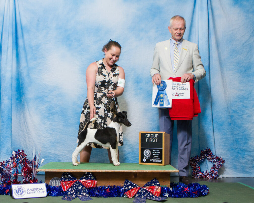 decorum brilliance - smooth fox terrier