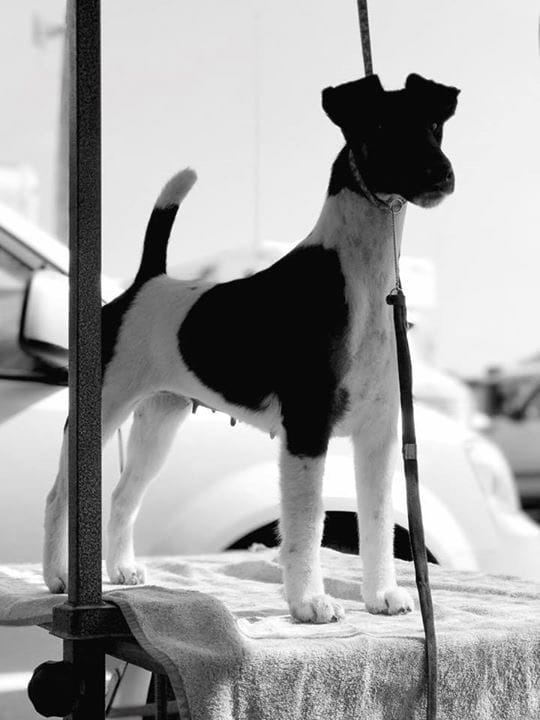 Photo of GCHB Decorum Brilliance ROM, a Black, Tan & White Fox Terrier (Smooth).