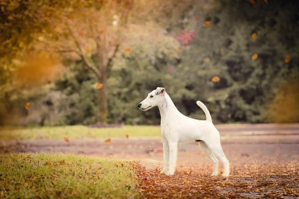 Absolutely by design - smooth fox terrier