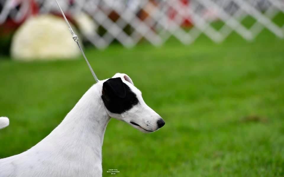 Absolutely by design - smooth fox terrier