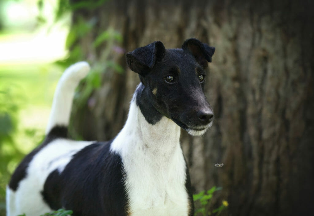 decorum incandescent ) smooth fox terrier