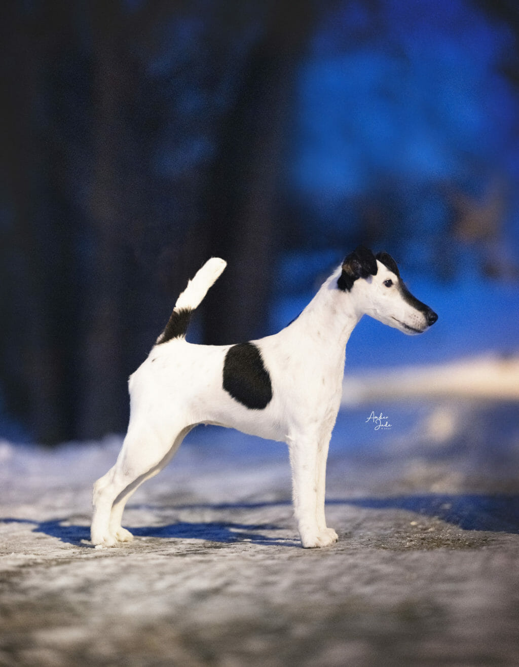 agree get lucky ) smooth fox terrier