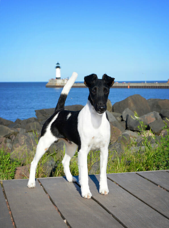 Smooth Fox Terrier | Ch. Belfox Ink standing on boardwalk next to ocean
