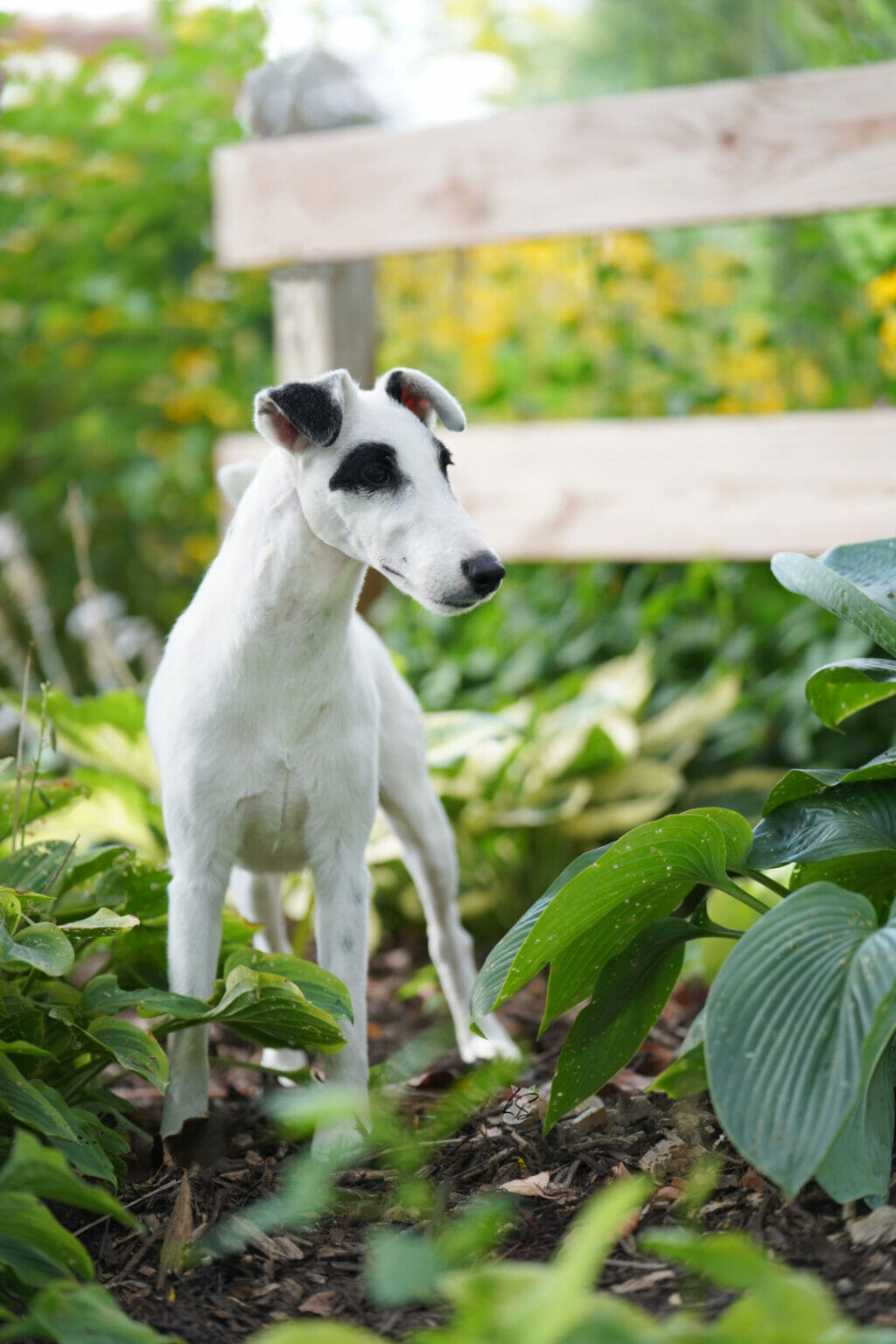 Decorum Turnin Heads - fox terrier in garden