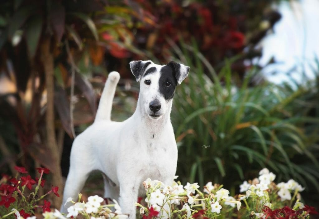 decorum touch the clouds ) smooth fox terrier