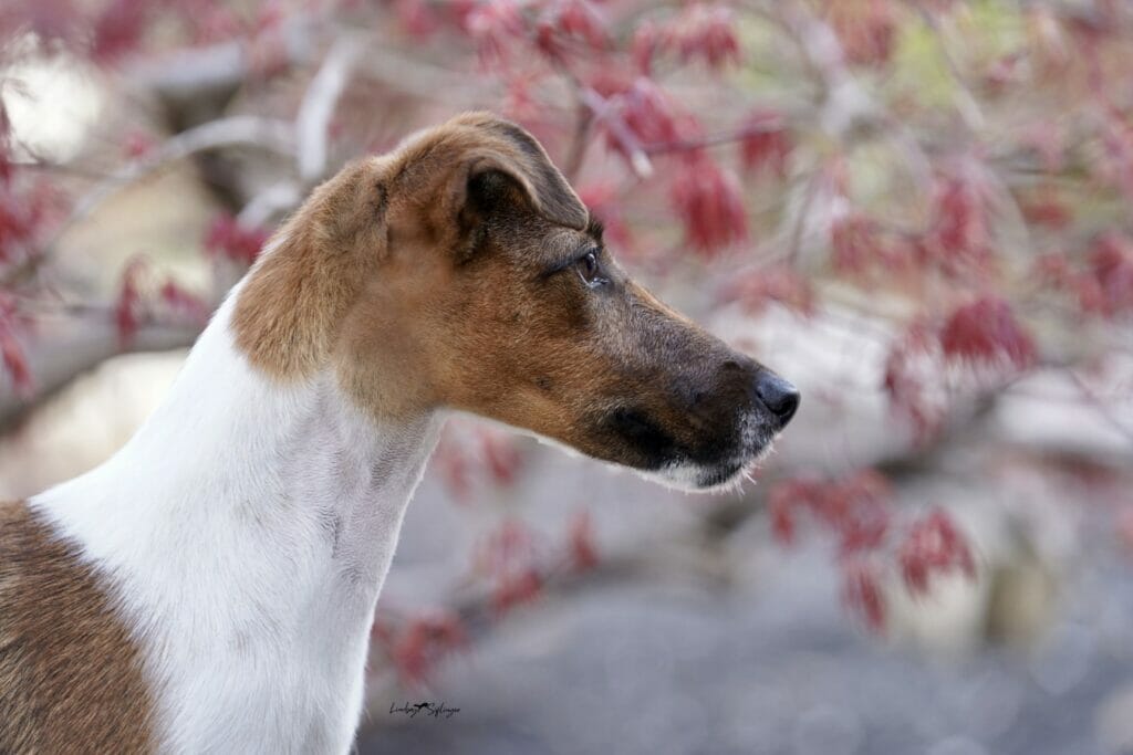 decorum resplendence ) smooth fox terrier