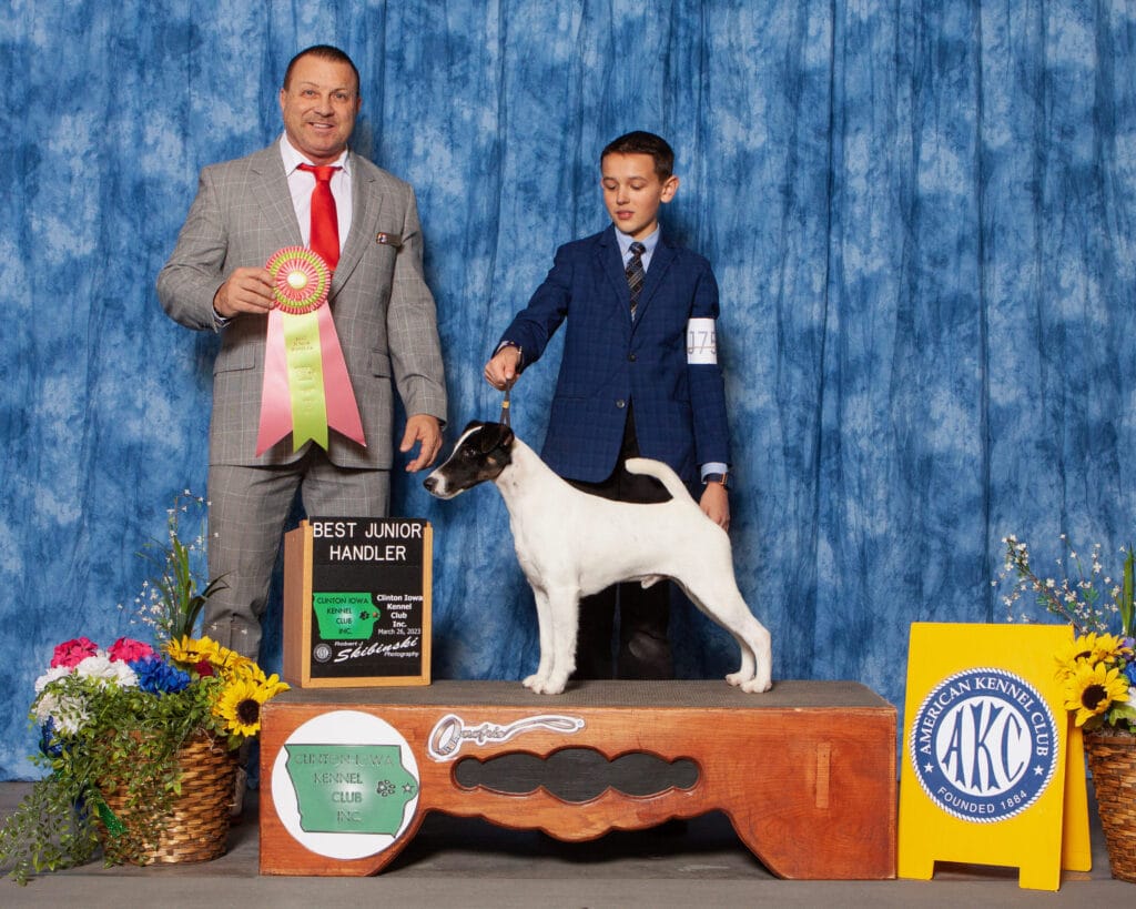 Photo of GCH Misty Hollow Decorum Above The Clouds, a Black, Tan & White Fox Terrier (Smooth).