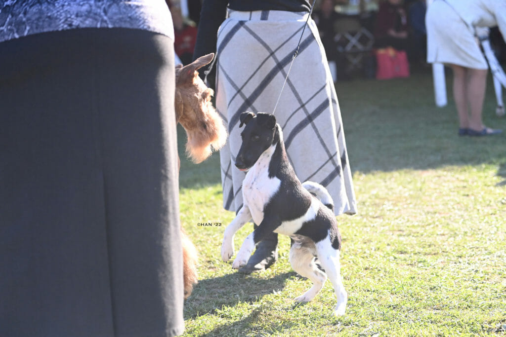 Decorum absolutely noteworthy ) smooth fox terrier