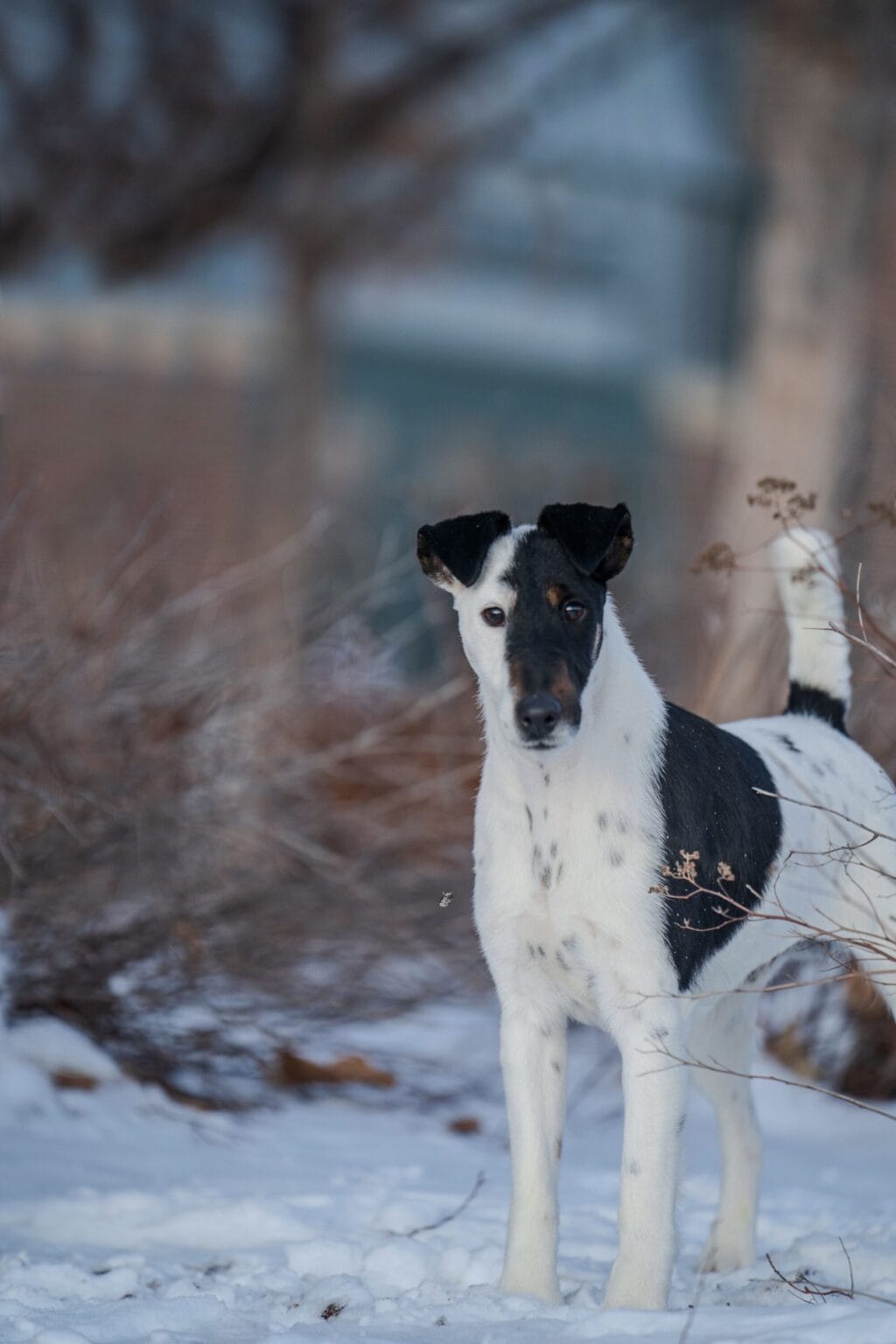 Photo of Decorum On Replay, a Black & White Fox Terrier (Smooth).