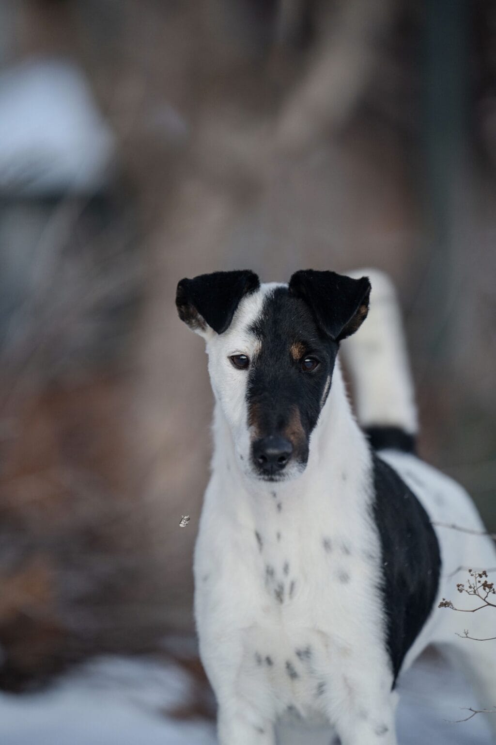 Photo of Decorum On Replay, a Black & White Fox Terrier (Smooth).