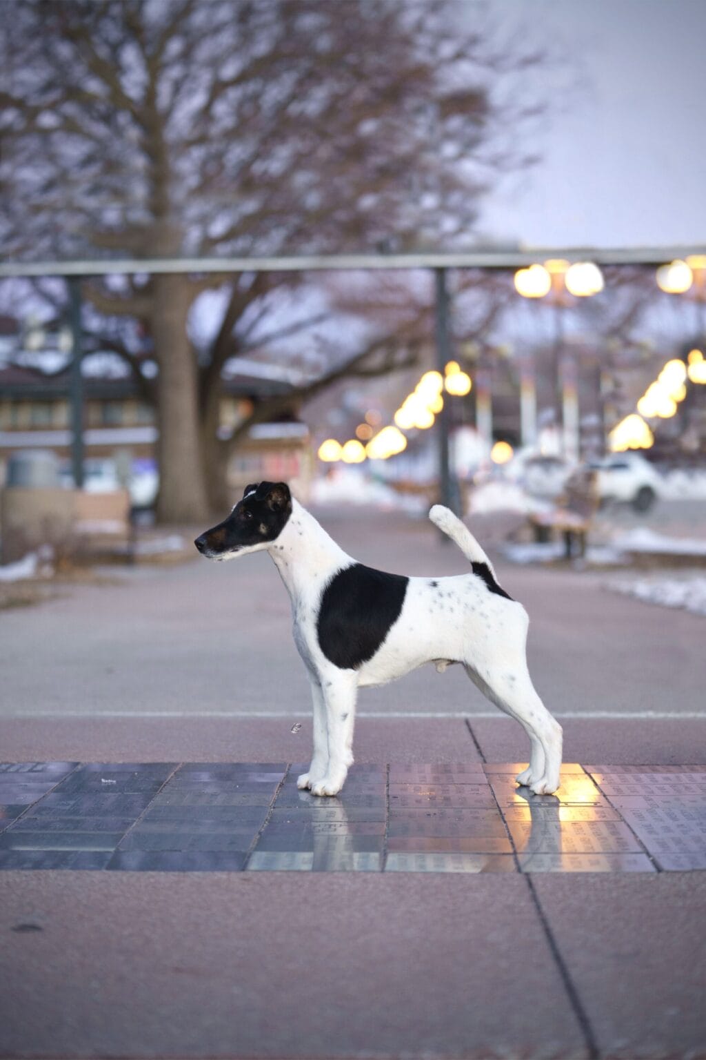 Photo of Decorum On Replay, a Black & White Fox Terrier (Smooth).