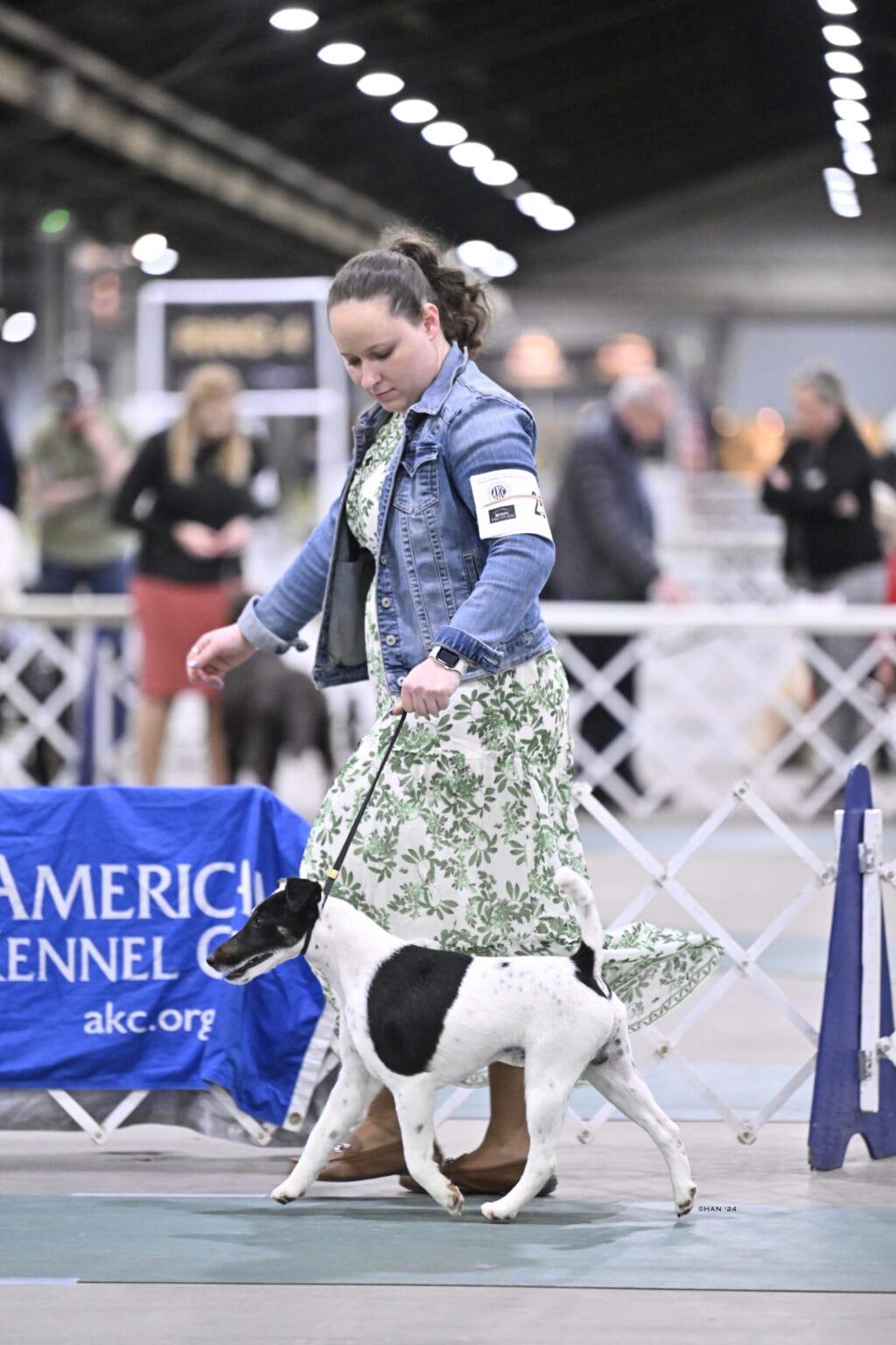 Photo of Decorum On Replay, a Black & White Fox Terrier (Smooth).