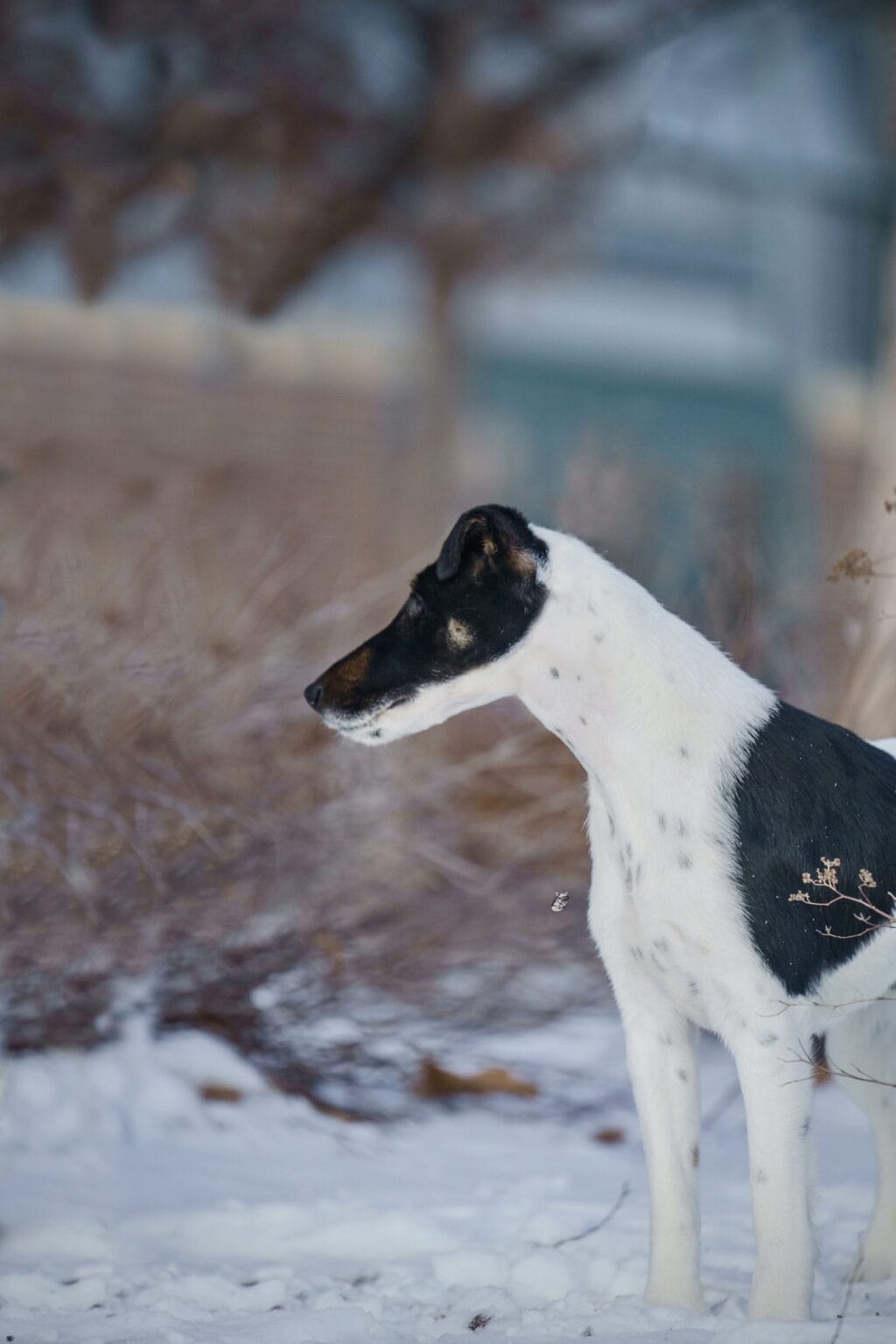 Photo of Decorum On Replay, a Black & White Fox Terrier (Smooth).