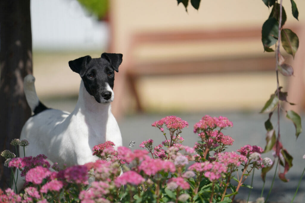 Photo of Decorum Court N Spark, a Black & White Fox Terrier (Smooth).