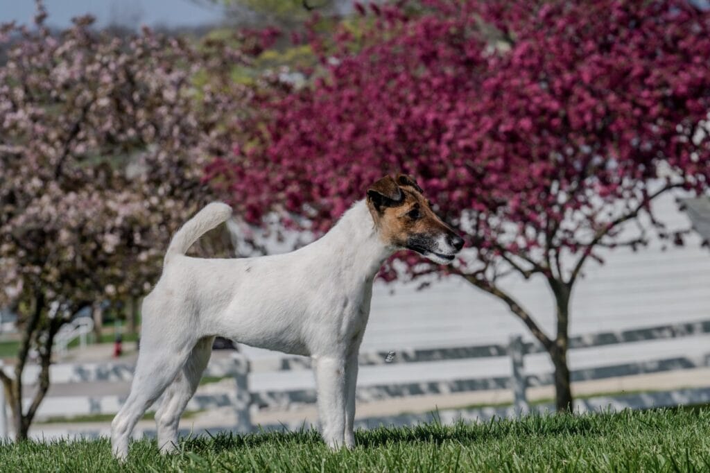 Photo of Decorum Future Fame, a Tan & White Fox Terrier (Smooth).