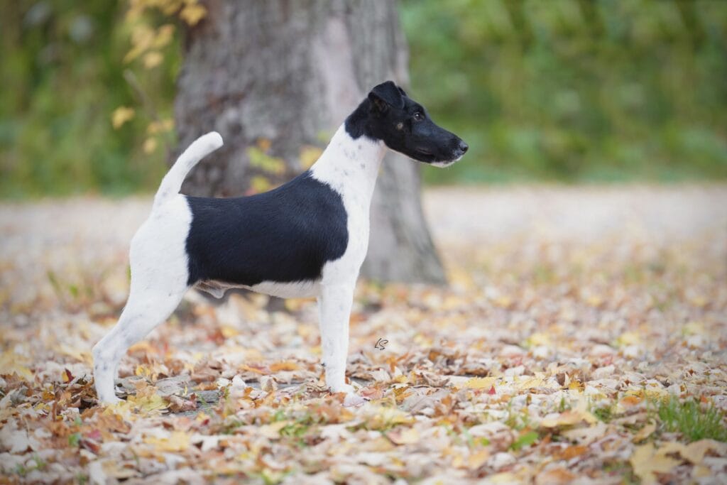 Photo of Decorum Absolutely Encore, a Black & White Fox Terrier (Smooth).