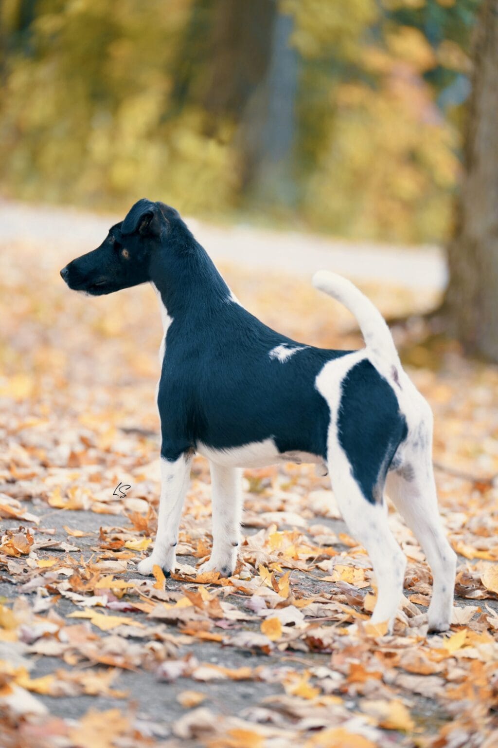 Photo of Decorum Absolutely Encore, a Black & White Fox Terrier (Smooth).